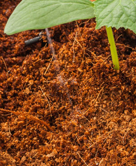 coco-peat