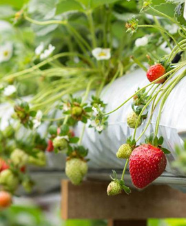 grow-bags