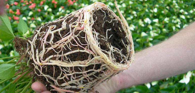coco-pots