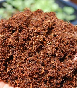 coco-peat