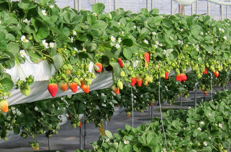 grow-bags